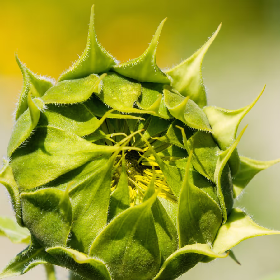 Нераскрывшийся бутон подсолнуха готовый к цветению