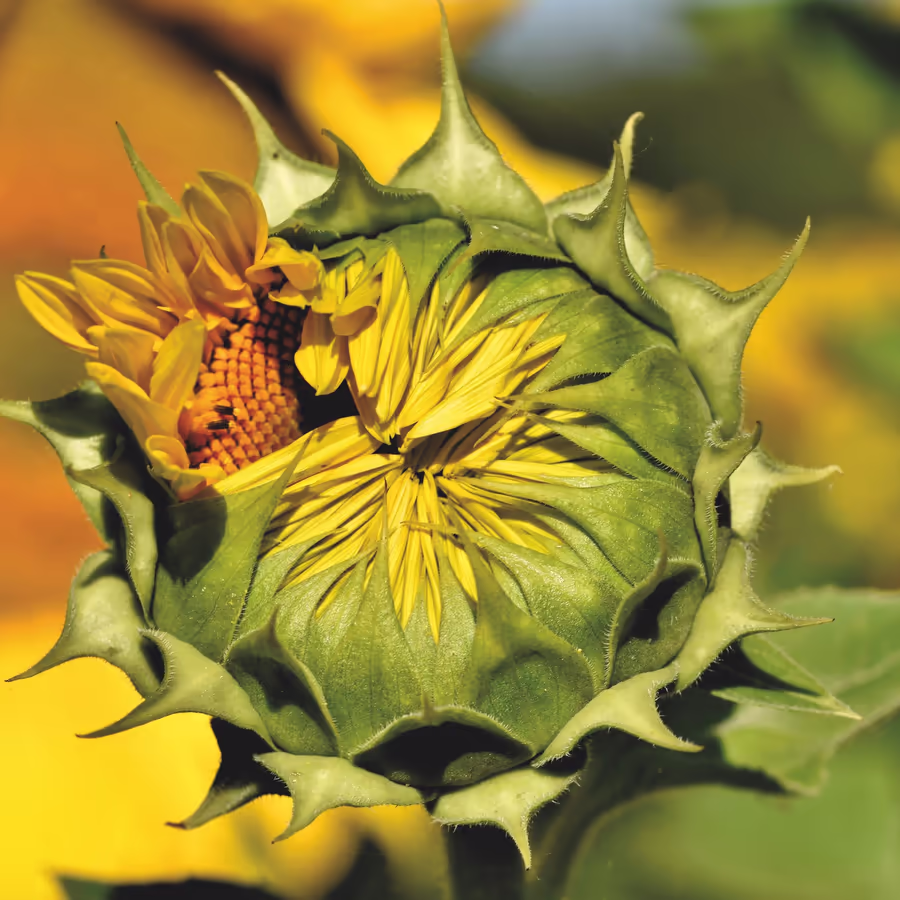 Нераспустившийся бутон подсолнуха с частично открывшимся цветком