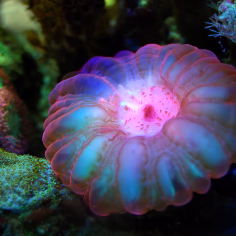 Яркая розовая анемона в морской среде
