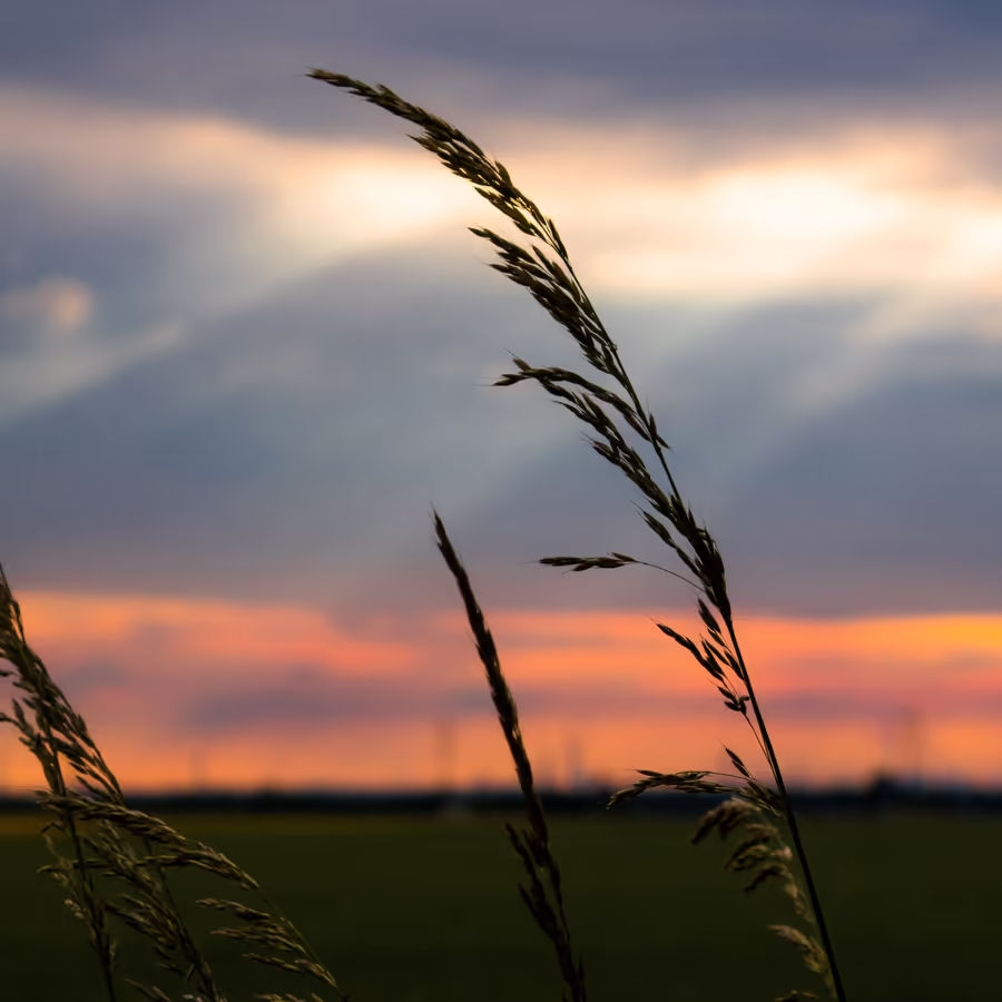Силуэты колосьев пшеницы на фоне яркого заката