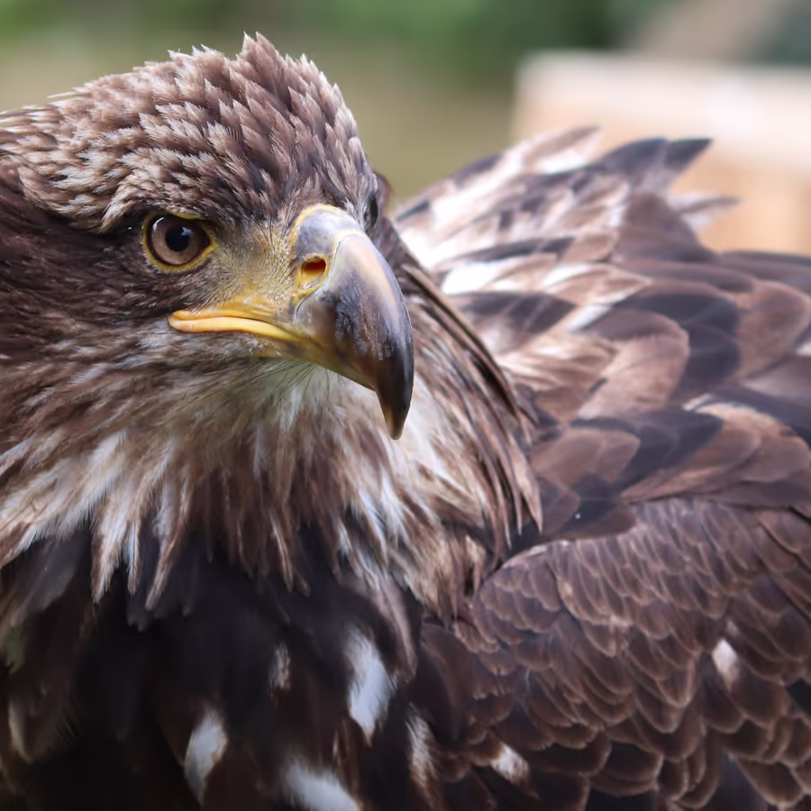 Крупный хищник с мощным клювом и пристальным взглядом