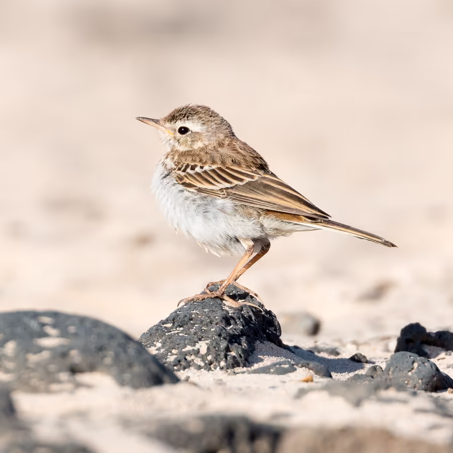 Небольшая птица семейства трясогузковых обитающая в Евразии и Северной Африке
