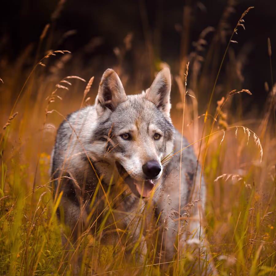 Волк смотрит прямо в камеру скрытый в золотой траве